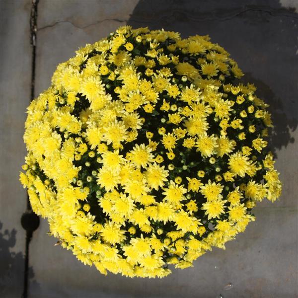 Garden Mum Other Alpine Yellow - Container