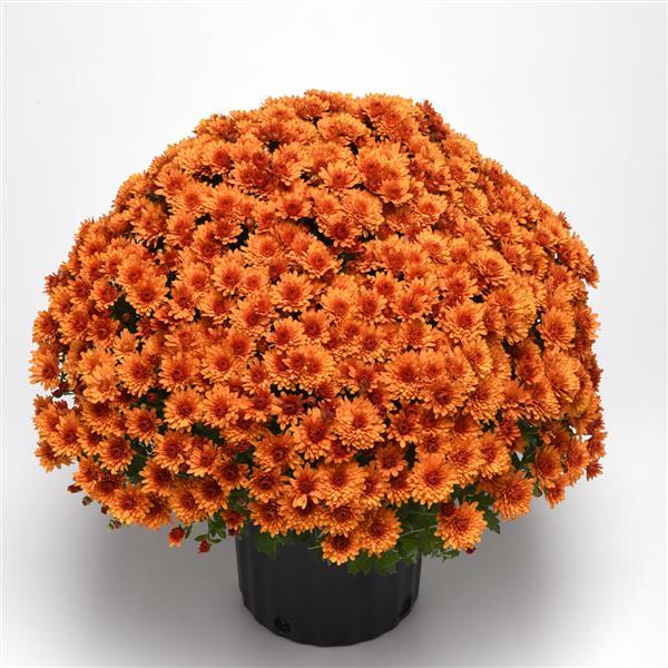 Garden Mum Other Sunset Orange - Container