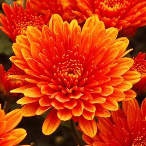 Garden Mum Atomic Orange - Bloom