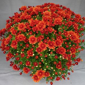 Garden Mum Other Atomic Orange - Container