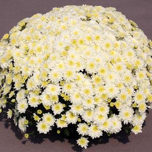 Garden Mum Other Aspen White - Container