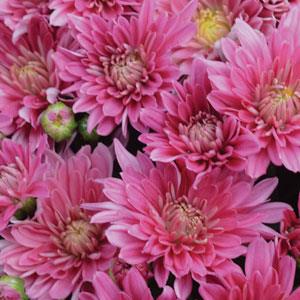 Garden Mum Other Stellar Pink - Bloom