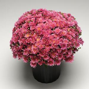 Garden Mum Other Stellar Pink - Container