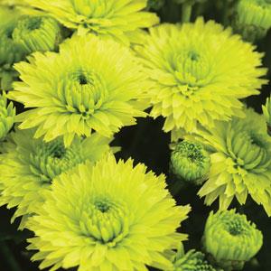 Garden Mum Key Lime - Bloom