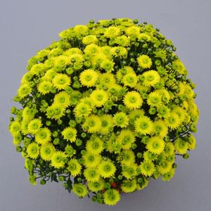 Garden Mum Other Key Lime - Container