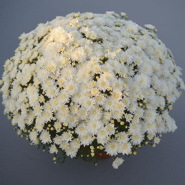 Garden Mum Other Bridal White - Container