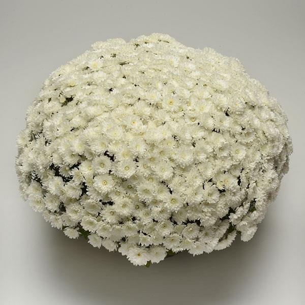 Garden Mum Other Alpine White - Container