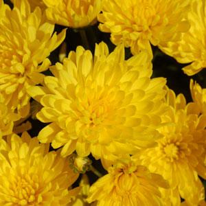 Garden Mum Other Goldmine Yellow - Bloom