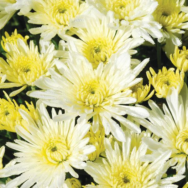 Garden Mum Other Starburst White - Bloom