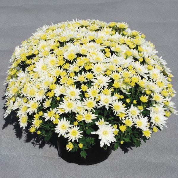Garden Mum Other Starburst White - Container