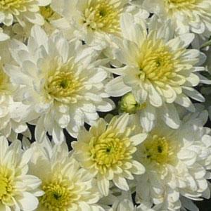 Garden Mum Other Moonglow White - Bloom
