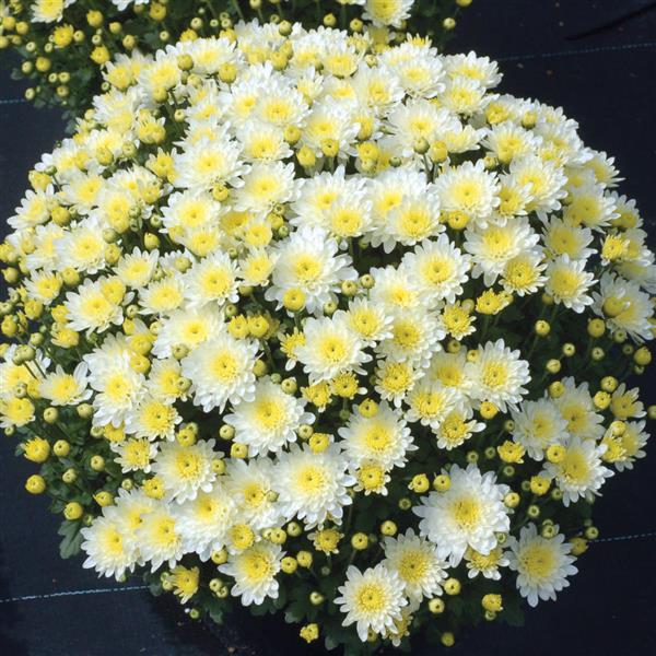 Garden Mum Other Moonglow White - Container