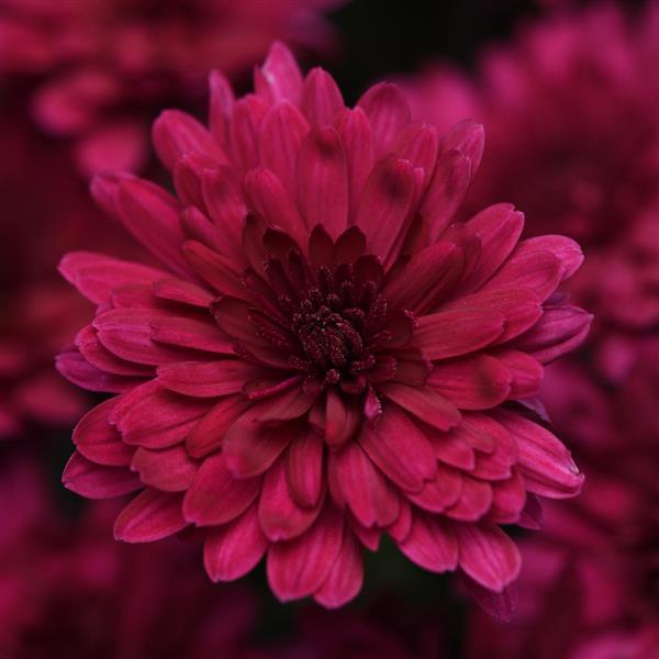 Garden Mum Other Venus Purple - Bloom