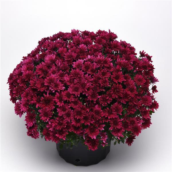 Garden Mum Other Venus Purple - Container