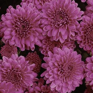 Garden Mum Adonis Purple - Bloom