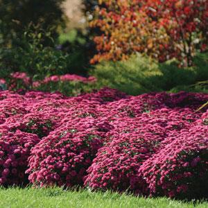 Garden Mum Other Adonis Purple - Landscape