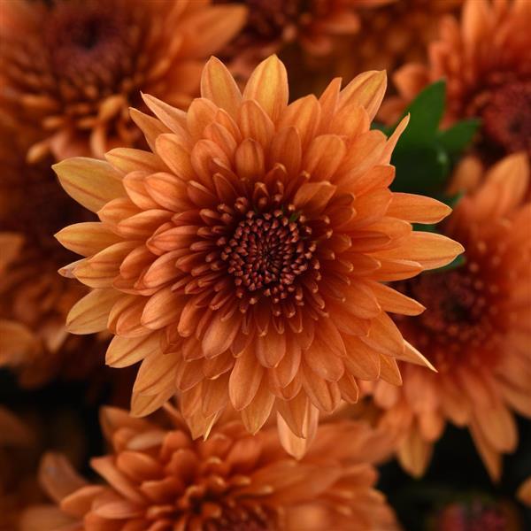 Garden Mum Other Blazing Orange - Bloom