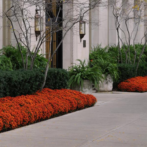 Garden Mum Other Blazing Orange - Commercial Landscape 1