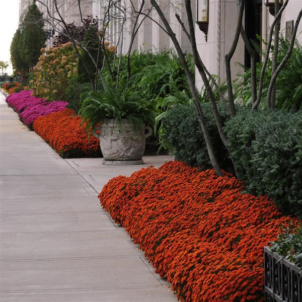 Garden Mum Other Blazing Orange - Commercial Landscape 2