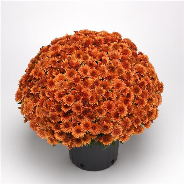 Garden Mum Other Blazing Orange - Container