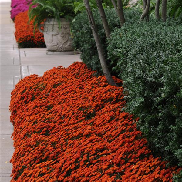Garden Mum Other Blazing Orange - Landscape