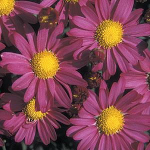 Garden Mum Amphion Purple - Bloom