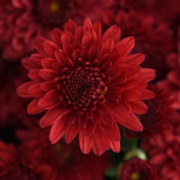 Garden Mum Other Eternal Red - Bloom