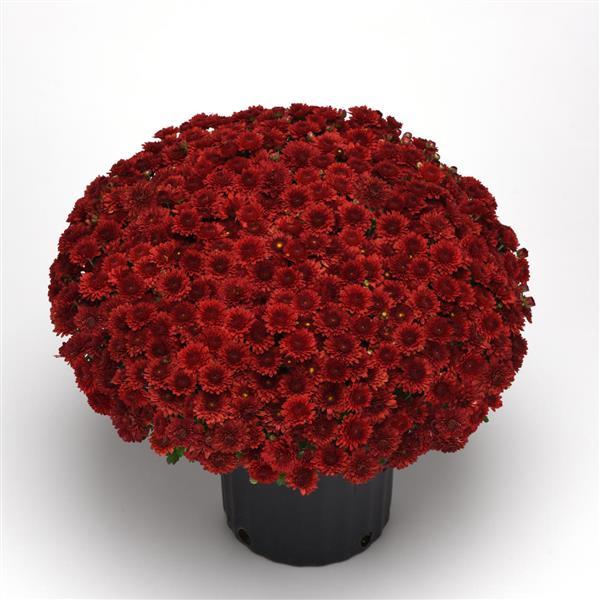 Garden Mum Other Eternal Red - Container