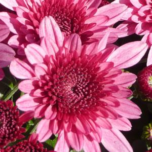 Garden Mum Other Avalon Pink - Bloom