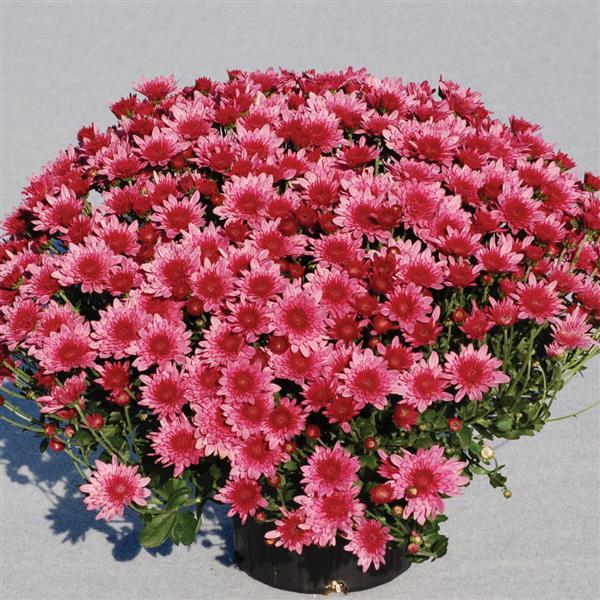 Garden Mum Other Avalon Pink - Container