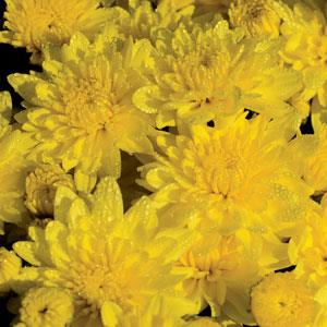 Garden Mum Other Buttercup Yellow - Bloom