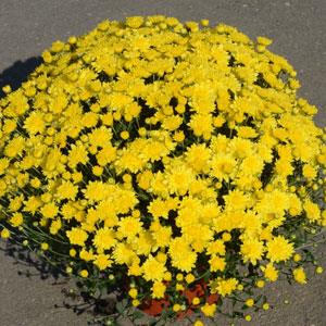 Garden Mum Other Buttercup Yellow - Container