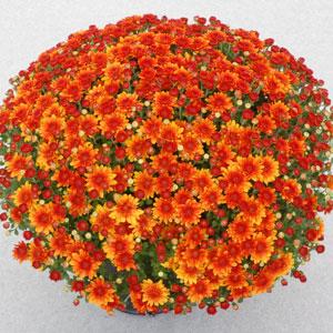 Garden Mum Other Autumn Glow Bronze - Container