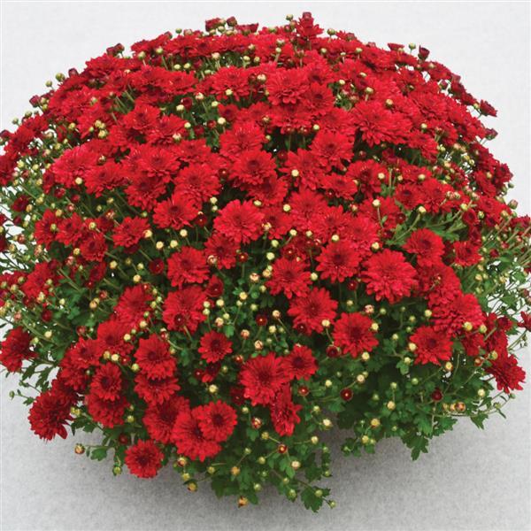 Garden Mum Other Radiant Red - Container
