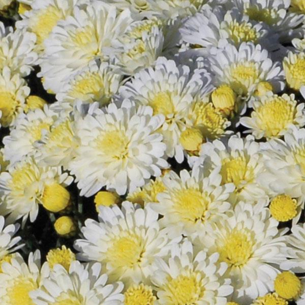 Garden Mum Other Dove White - Bloom