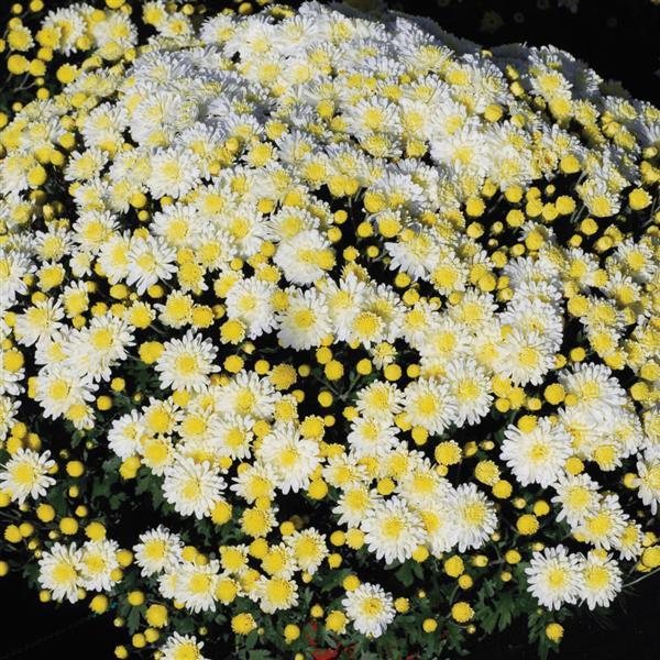 Garden Mum Other Dove White - Container