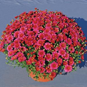 Garden Mum Other Pink Frenzy - Container