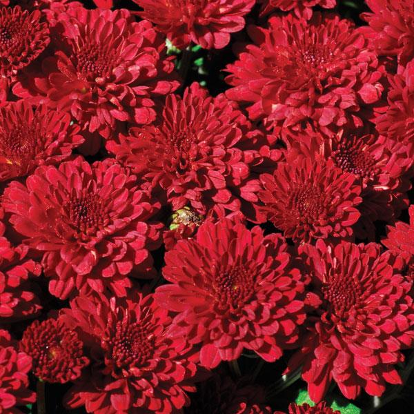 Garden Mum Other Red Ryder - Bloom