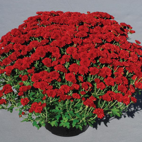 Garden Mum Other Red Ryder - Container