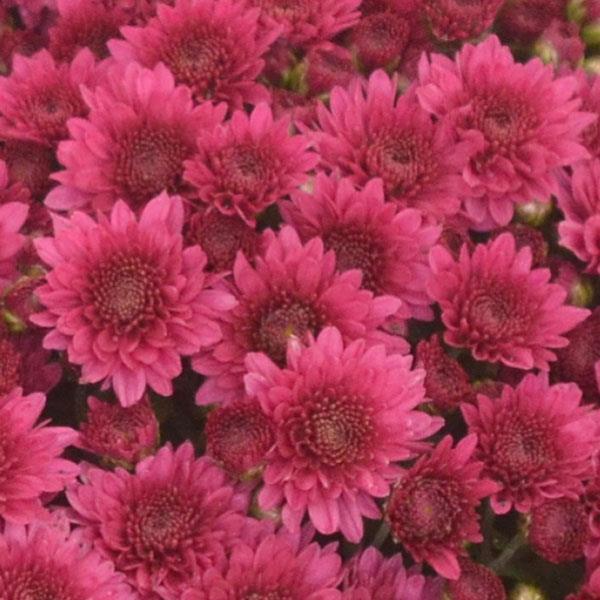 Garden Mum Other Wicked Purple - Bloom