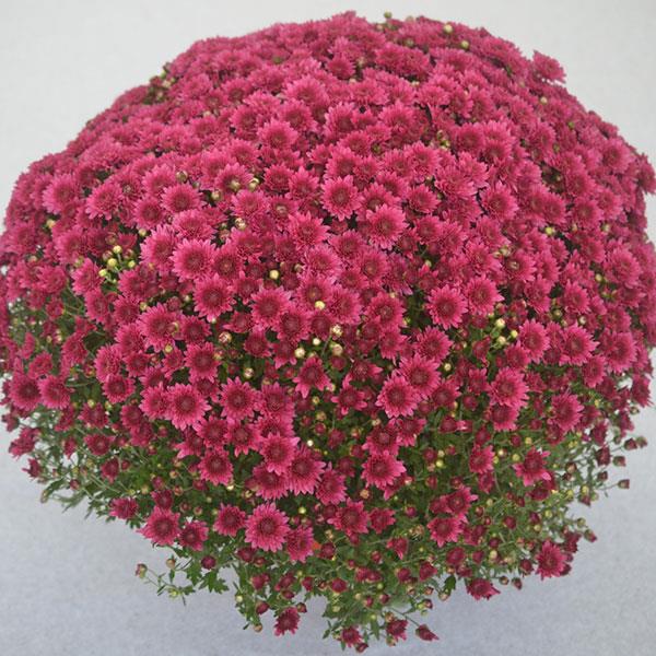 Garden Mum Other Wicked Purple - Container