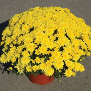 Garden Mum Other Sunrise Yellow - Container