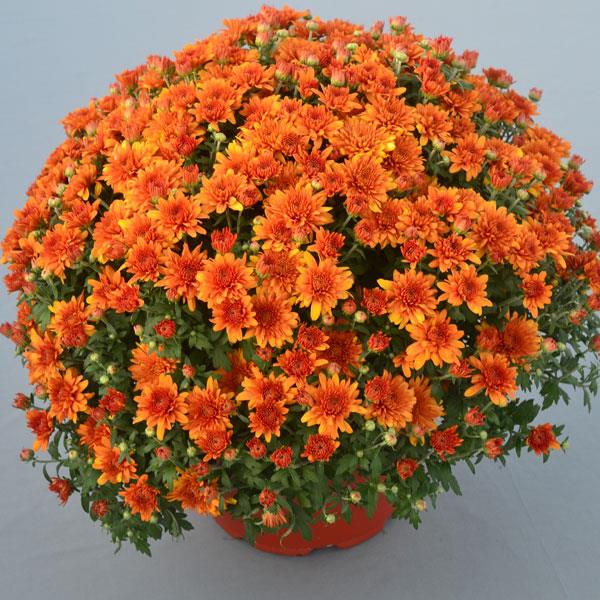 Garden Mum Other Perfectly Orange - Container