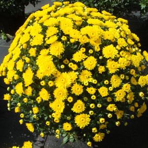 Garden Mum Other Katelli Yellow - Container