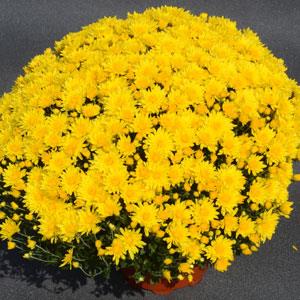 Garden Mum Other Honeyblush Yellow - Container