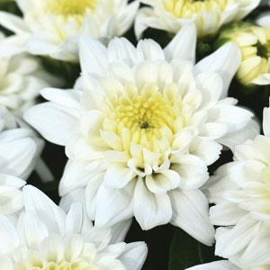 Garden Mum Other Celestial White - Bloom