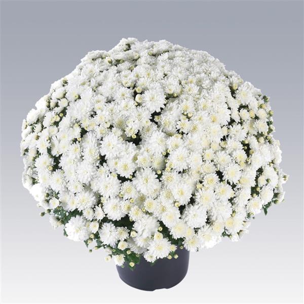 Garden Mum Other Celestial White - Container