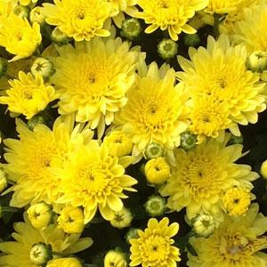 Garden Mum Other Moonglow Yellow - Bloom