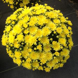 Garden Mum Other Moonglow Yellow - Container