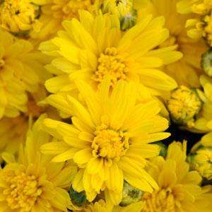 Garden Mum Other Stellar Yellow - Bloom